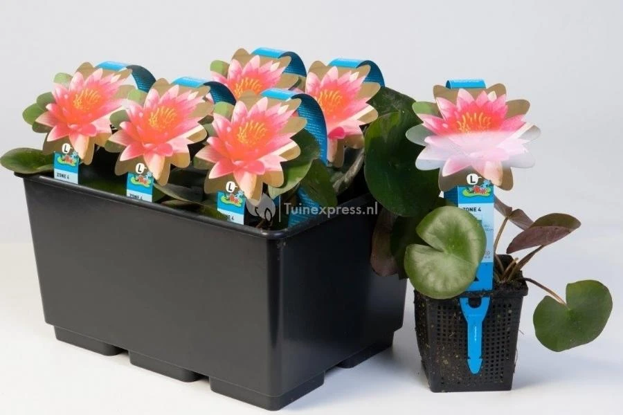 Roze Waterlelie (Nymphaea James Brydon) Waterlelie 2 Roze Waterlelie (Nymphaea James Brydon) Waterlelie - Afbeelding 2