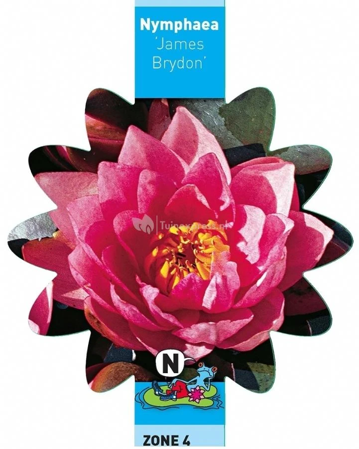 Roze Waterlelie (Nymphaea James Brydon) Waterlelie 3 Roze Waterlelie (Nymphaea James Brydon) Waterlelie - Afbeelding 3