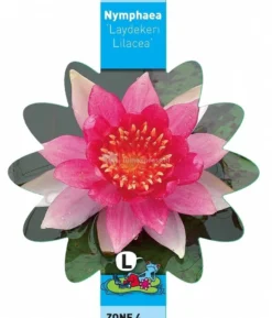 Roze Waterlelie (Nymphaea Laydekeri Lilacea) Waterlelie 5 Roze Waterlelie (Nymphaea Laydekeri Lilacea) Waterlelie -Vijver Winkel roze waterlelie nymphaea laydekeri lilacea waterlelie 3 0 770x900