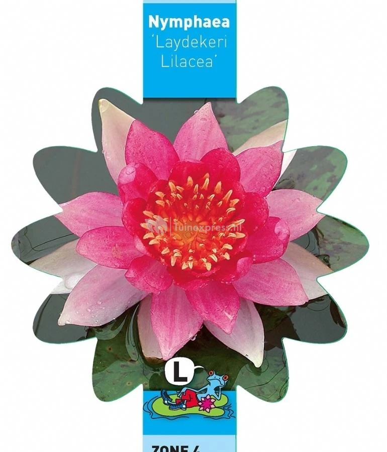 Roze Waterlelie (Nymphaea Laydekeri Lilacea) Waterlelie 3 Roze Waterlelie (Nymphaea Laydekeri Lilacea) Waterlelie - Afbeelding 3