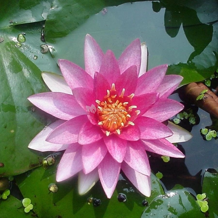 Roze Waterlelie (Nymphaea Madame Wilfron Gonnère) Waterlelie 1 Roze Waterlelie (Nymphaea Madame Wilfron Gonnère) Waterlelie