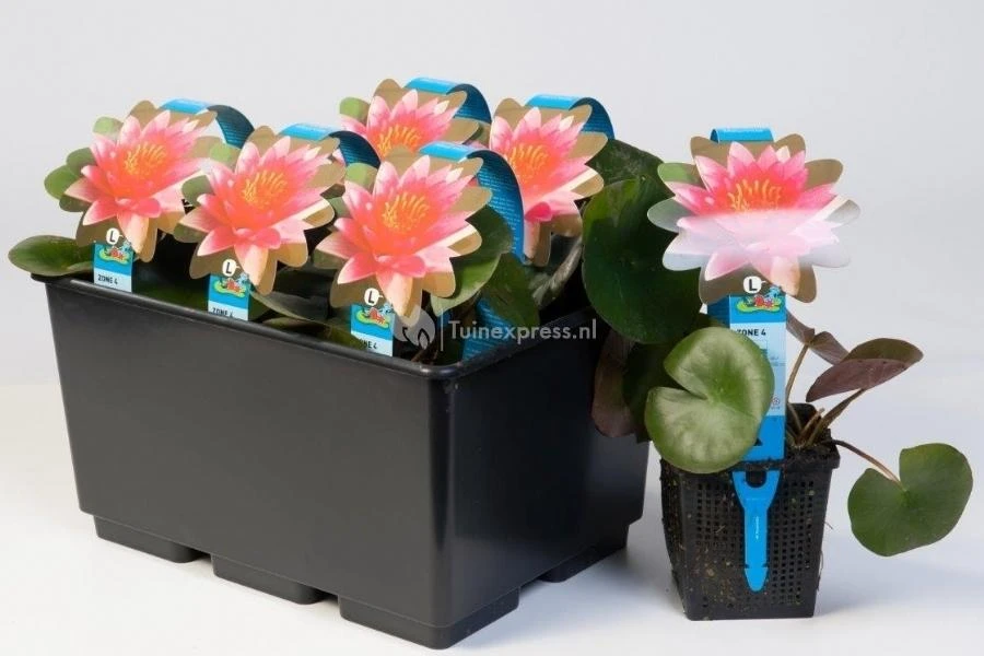 Roze Waterlelie (Nymphaea Madame Wilfron Gonnère) Waterlelie 2 Roze Waterlelie (Nymphaea Madame Wilfron Gonnère) Waterlelie - Afbeelding 2