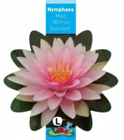 Roze Waterlelie (Nymphaea Madame Wilfron Gonnère) Waterlelie 5 Roze Waterlelie (Nymphaea Madame Wilfron Gonnère) Waterlelie -Vijver Winkel roze waterlelie nymphaea madame wilfron gonnere waterlelie 3 0 795x900