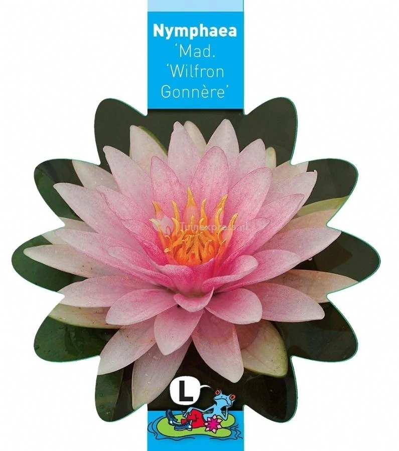 Roze Waterlelie (Nymphaea Madame Wilfron Gonnère) Waterlelie 3 Roze Waterlelie (Nymphaea Madame Wilfron Gonnère) Waterlelie - Afbeelding 3