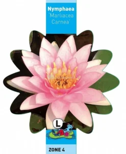Roze Waterlelie (Nymphaea Marliacea Carnea) Waterlelie -Vijver Winkel roze waterlelie nymphaea marliacea carnea waterlelie 3 0 741x900