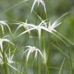 Sterrengras (Dichromena Colorata) Moerasplant
