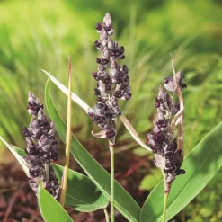 Thalia (Thalia Dealbata) Moerasplant