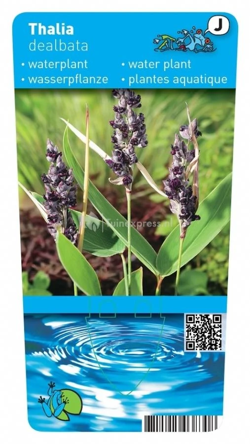 Thalia (Thalia Dealbata) Moerasplant 2 Thalia (Thalia Dealbata) Moerasplant - Afbeelding 2