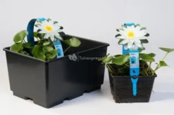 Nieuwkomers -Vijver Winkel tropische blauwe waterlelie nymphaea king of the blues waterlelie 2 0 900x599