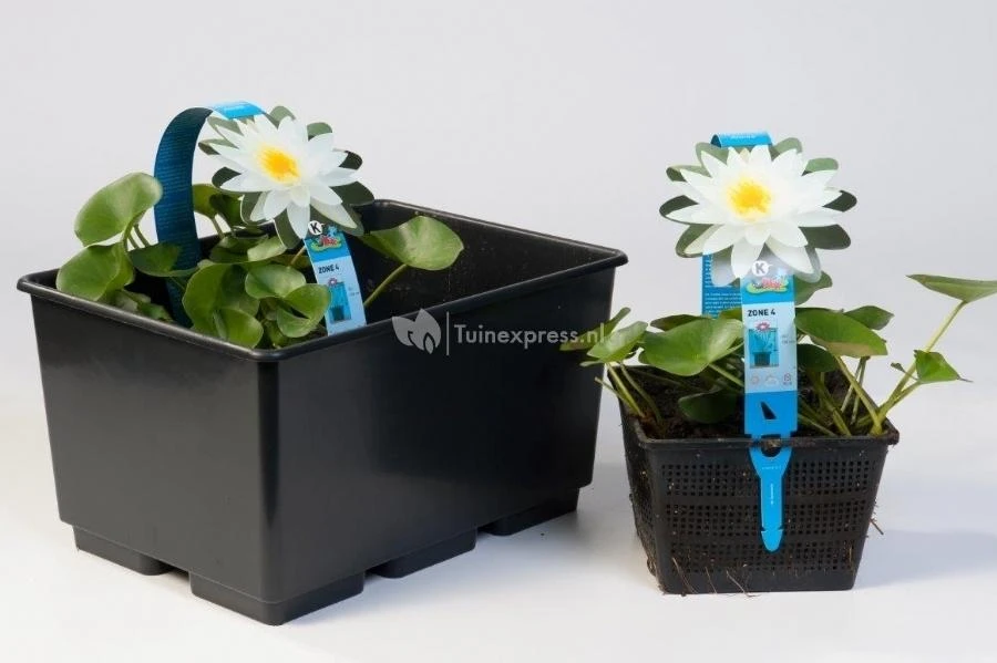 Tropische Blauwe Waterlelie (Nymphaea King Of The Blues) Waterlelie 2 Tropische Blauwe Waterlelie (Nymphaea King Of The Blues) Waterlelie - Afbeelding 2