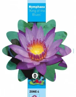 Tropische Blauwe Waterlelie (Nymphaea King Of The Blues) Waterlelie 5 Tropische Blauwe Waterlelie (Nymphaea King Of The Blues) Waterlelie -Vijver Winkel tropische blauwe waterlelie nymphaea king of the blues waterlelie 3 0 709x900
