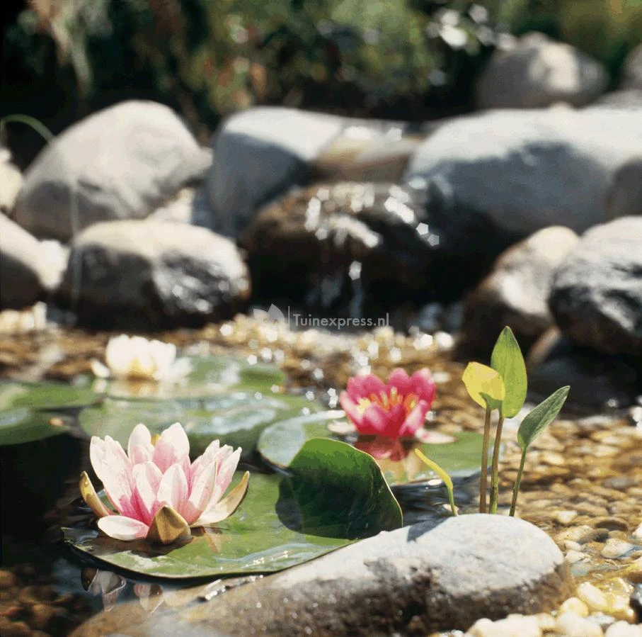 Voorgevormde Vijver PE 750 2 Voorgevormde Vijver PE 750 - Afbeelding 2