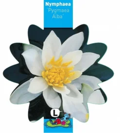 Witte Dwergwaterlelie (Nymphaea Pygmea Alba) Waterlelie 5 Witte Dwergwaterlelie (Nymphaea Pygmea Alba) Waterlelie -Vijver Winkel witte dwergwaterlelie nymphaea pygmea alba waterlelie 3 0 815x900