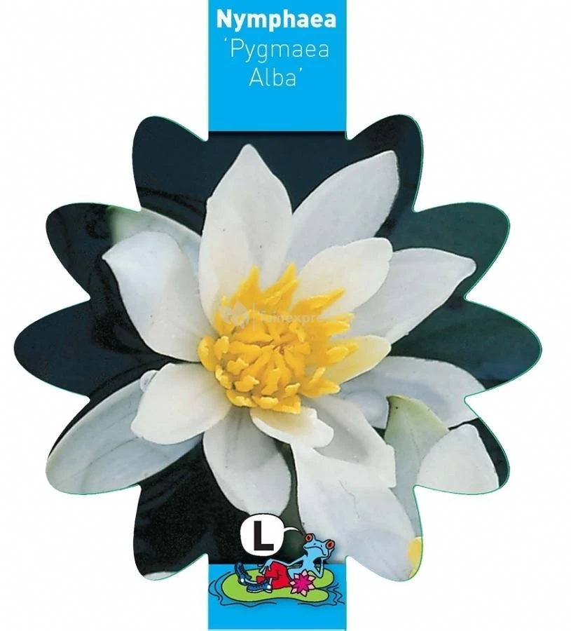 Witte Dwergwaterlelie (Nymphaea Pygmea Alba) Waterlelie 3 Witte Dwergwaterlelie (Nymphaea Pygmea Alba) Waterlelie - Afbeelding 3