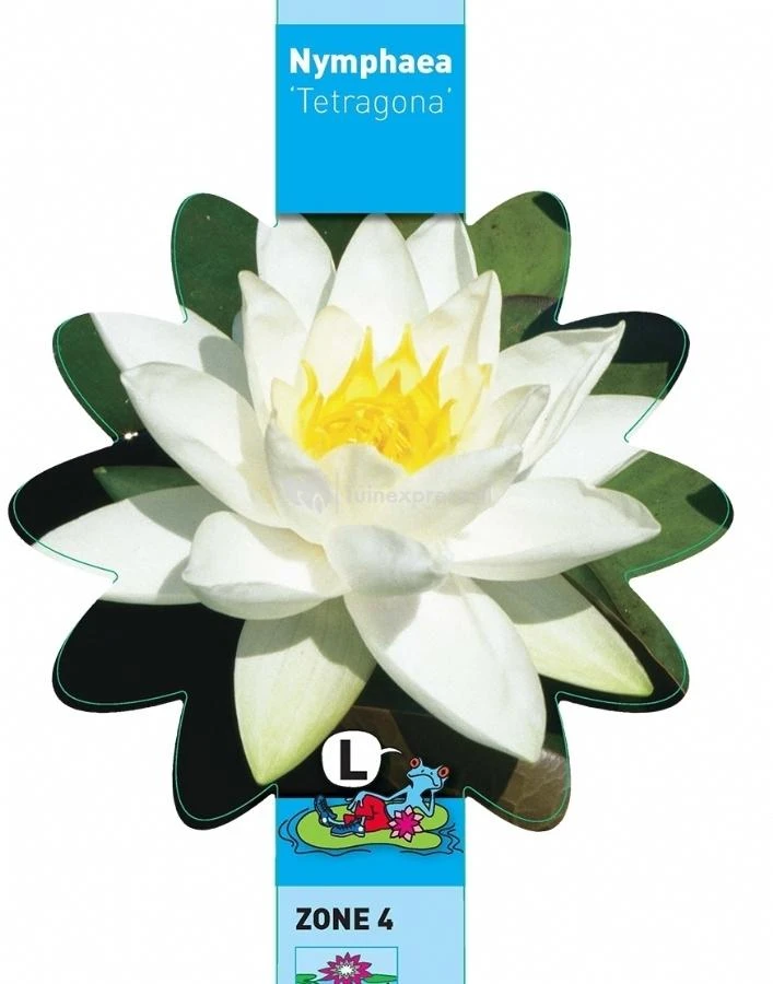 Witte Dwergwaterlelie (Nymphaea Tetragona) Waterlelie 3 Witte Dwergwaterlelie (Nymphaea Tetragona) Waterlelie - Afbeelding 3