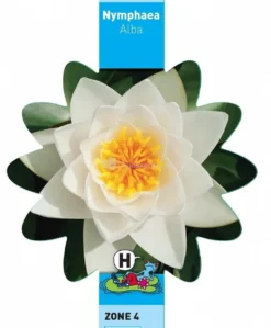 Witte Waterlelie (Nymphaea Alba) Waterlelie -Vijver Winkel witte waterlelie nymphaea alba waterlelie 3 0 744x900