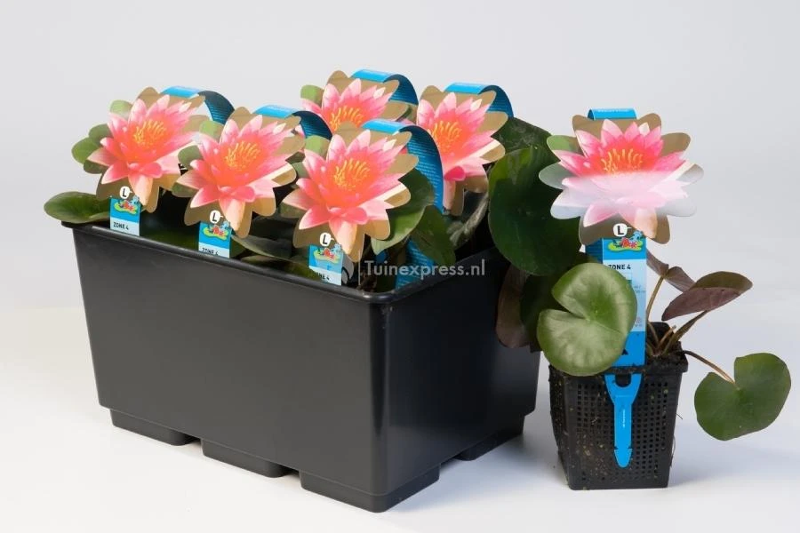 Witte Waterlelie (Nymphaea Albatros) Waterlelie 2 Witte Waterlelie (Nymphaea Albatros) Waterlelie - Afbeelding 2