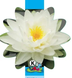 Witte Waterlelie (Nymphaea Albatros) Waterlelie 5 Witte Waterlelie (Nymphaea Albatros) Waterlelie -Vijver Winkel witte waterlelie nymphaea albatros waterlelie 3 0 831x893