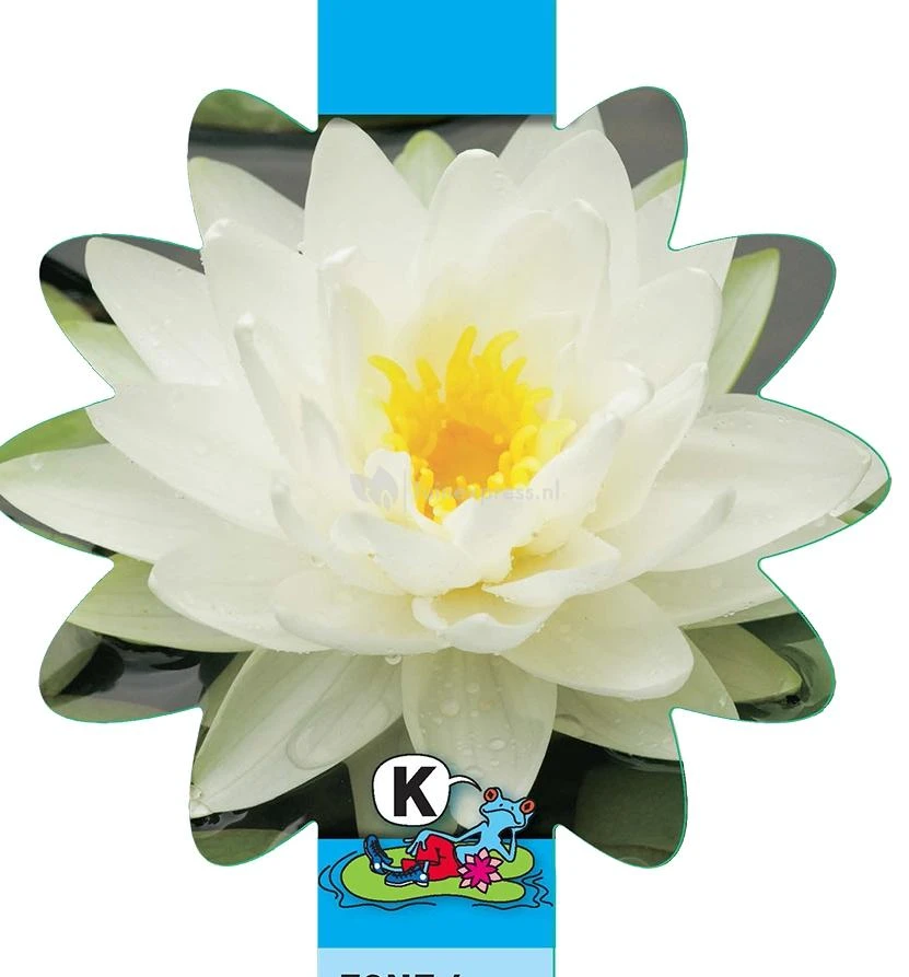 Witte Waterlelie (Nymphaea Albatros) Waterlelie 3 Witte Waterlelie (Nymphaea Albatros) Waterlelie - Afbeelding 3