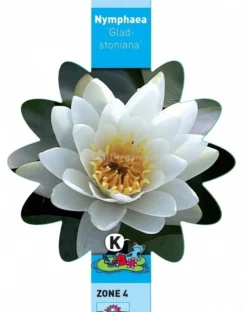 Witte Waterlelie (Nymphaea Gladstoniana) Waterlelie 5 Witte Waterlelie (Nymphaea Gladstoniana) Waterlelie -Vijver Winkel witte waterlelie nymphaea gladstoniana waterlelie 3 0 712x900