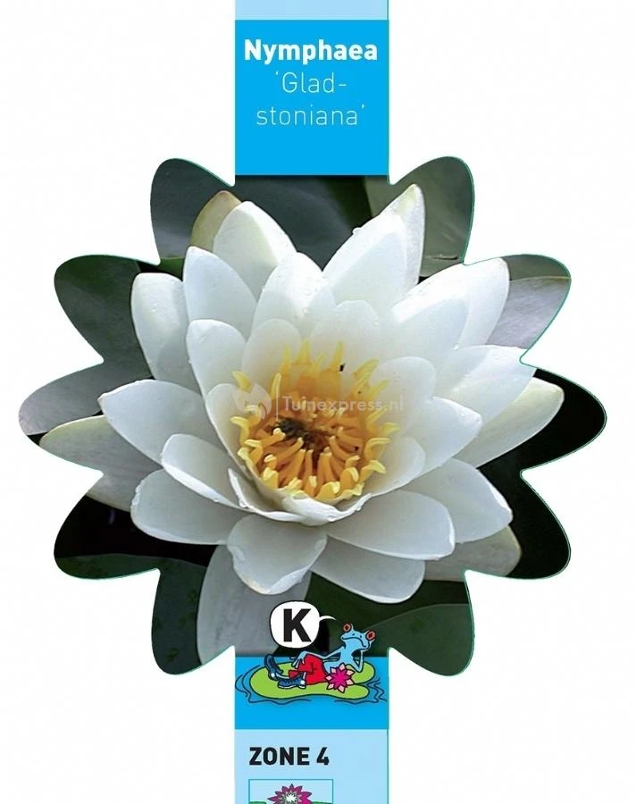 Witte Waterlelie (Nymphaea Gladstoniana) Waterlelie 3 Witte Waterlelie (Nymphaea Gladstoniana) Waterlelie - Afbeelding 3