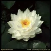 Witte Waterlelie (Nymphaea Gonnere) Waterlelie