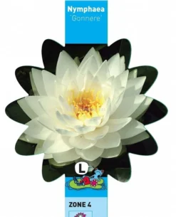 Witte Waterlelie (Nymphaea Gonnere) Waterlelie -Vijver Winkel witte waterlelie nymphaea gonnere waterlelie 3 0 730x900