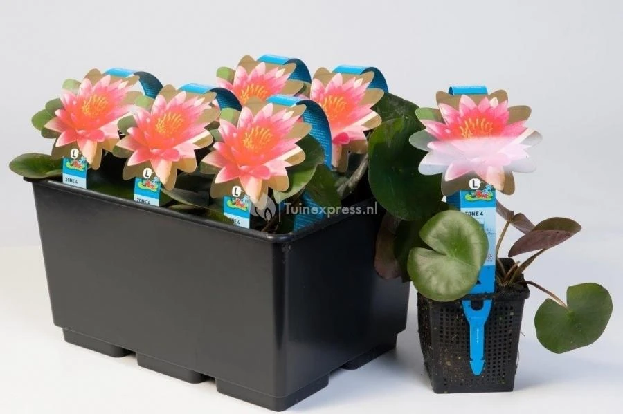 Witte Waterlelie (Nymphaea Marliacea Albida) Waterlelie 2 Witte Waterlelie (Nymphaea Marliacea Albida) Waterlelie - Afbeelding 2