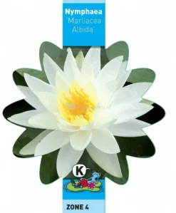 Witte Waterlelie (Nymphaea Marliacea Albida) Waterlelie 5 Witte Waterlelie (Nymphaea Marliacea Albida) Waterlelie -Vijver Winkel witte waterlelie nymphaea marliacea albida waterlelie 3 0 744x900