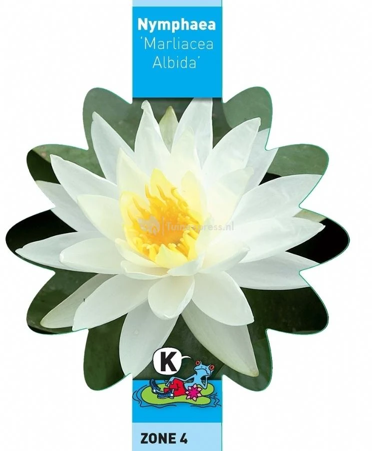 Witte Waterlelie (Nymphaea Marliacea Albida) Waterlelie 3 Witte Waterlelie (Nymphaea Marliacea Albida) Waterlelie - Afbeelding 3