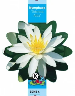 Witte Waterlelie (Nymphaea Odorata Alba) Waterlelie 5 Witte Waterlelie (Nymphaea Odorata Alba) Waterlelie -Vijver Winkel witte waterlelie nymphaea odorata alba waterlelie 3 0 709x900