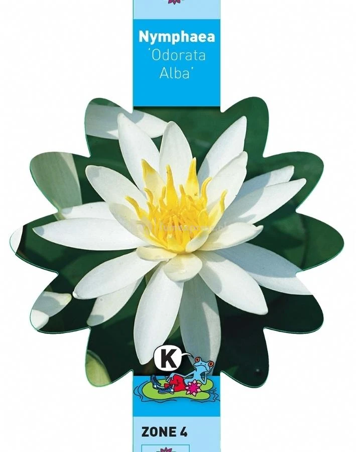 Witte Waterlelie (Nymphaea Odorata Alba) Waterlelie 3 Witte Waterlelie (Nymphaea Odorata Alba) Waterlelie - Afbeelding 3