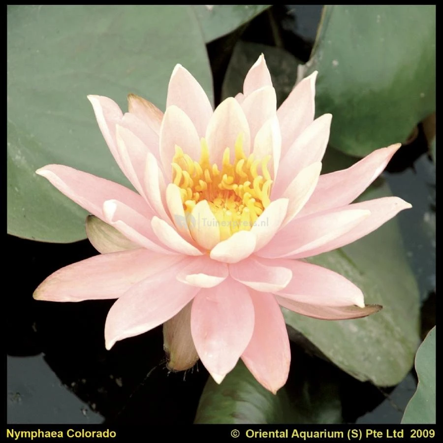 Zalmroze Waterlelie (Nymphaea Colorado) Waterlelie 1 Zalmroze Waterlelie (Nymphaea Colorado) Waterlelie