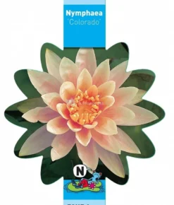 Zalmroze Waterlelie (Nymphaea Colorado) Waterlelie 5 Zalmroze Waterlelie (Nymphaea Colorado) Waterlelie -Vijver Winkel zalmroze waterlelie nymphaea colorado waterlelie 3 0 767x900