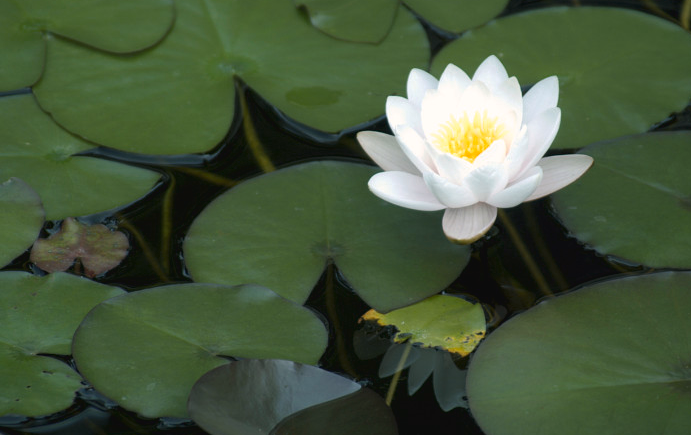 Vijver Winkel -Vijver Winkel Screenshot 2025 02 12 160744